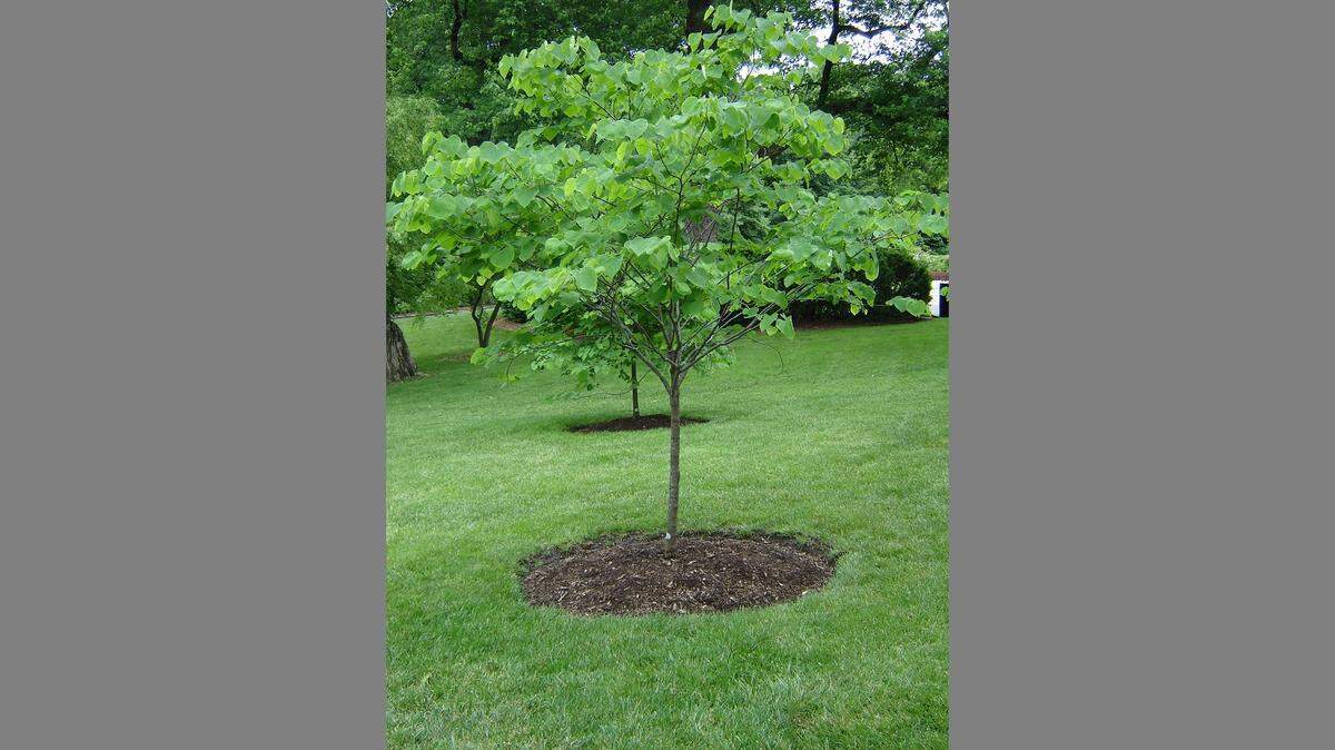 A properly mulched tree will thrive.