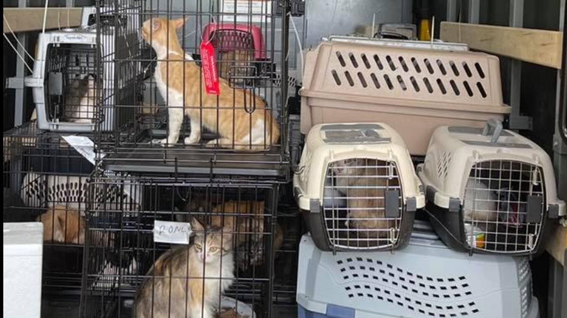 Around 100 cats, and one dog, were rescued from a property in Arkansas.