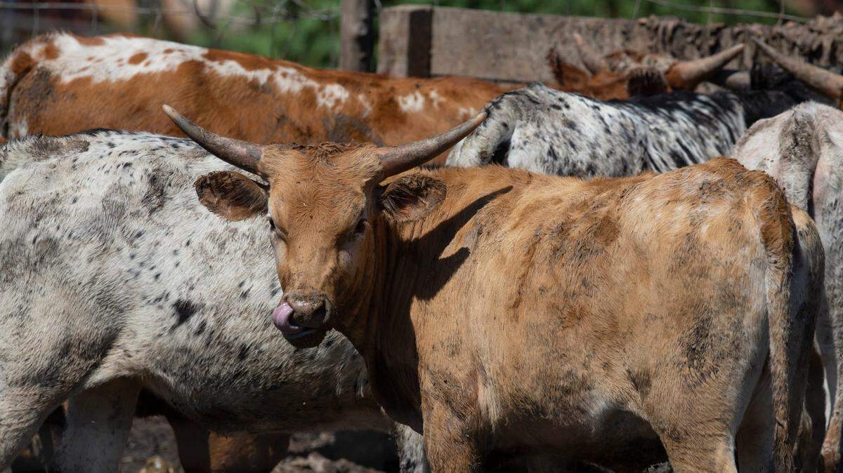 Cattle at a farm in New Jersey.