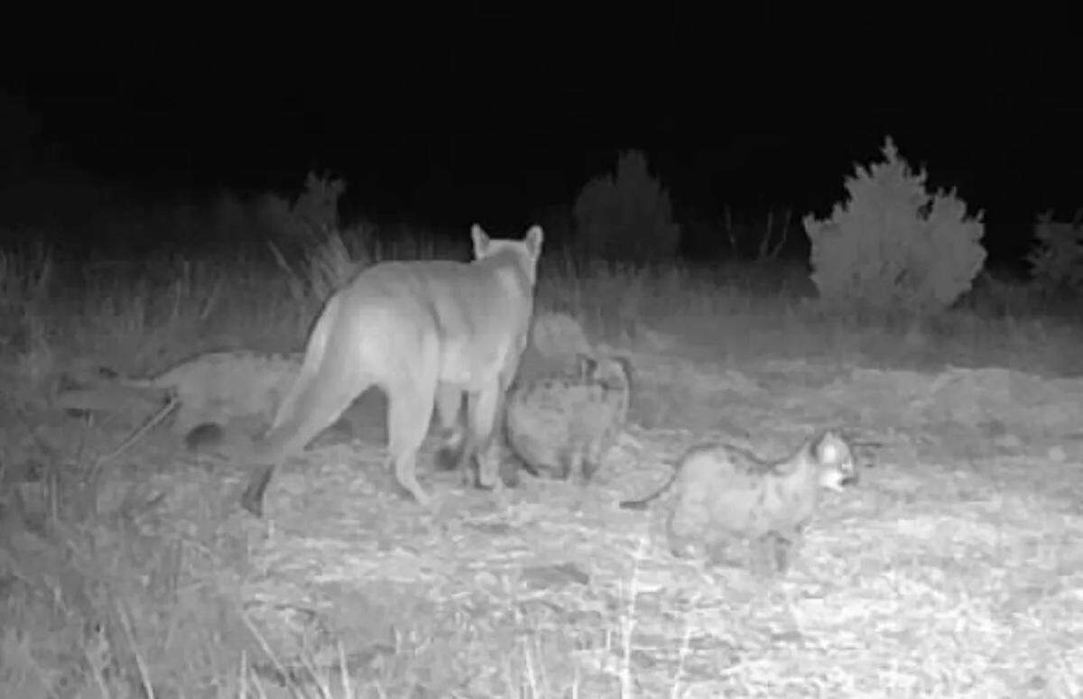 Three mountain lion kittens were seen in Cimarron county in December, officials said.