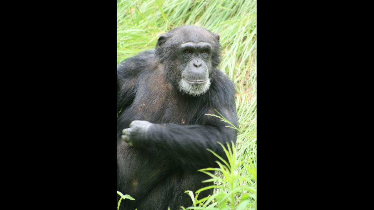 Dafina, a 24-year-old chimpanzee at the Kansas City Zoo, was put down after a tumor led to a significant decline in her health.