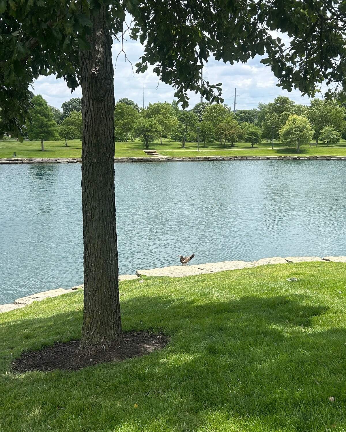 Birdwatchers speculate that the brown booby now living at Kauffman Foundation pond got swept up in a storm and lost its way from Florida. The bird still seems healthy on June 17, 2026, but birders like Teresa McCray are worried about its eating habits.