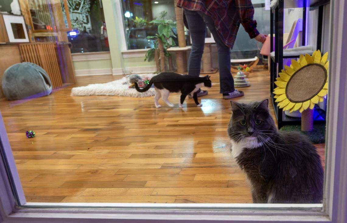 Syd, a shop cat, sits by a window as other cats play inside Espurresso Cat Cafe on Wednesday, Nov. 5, 2025, in Lawrence.