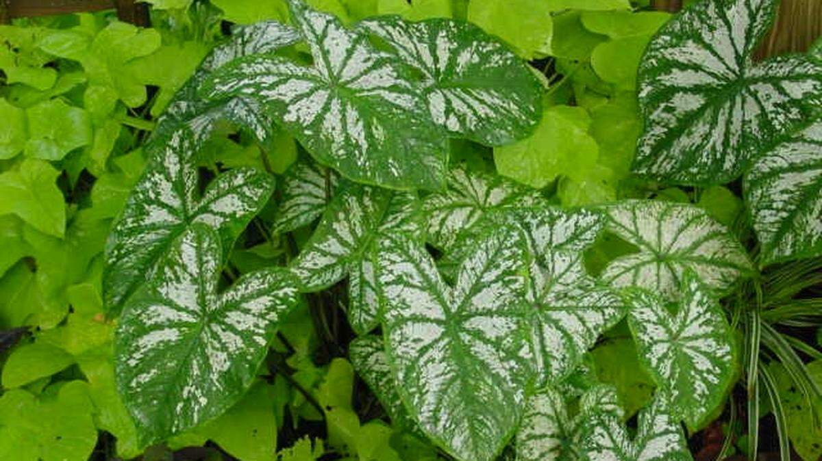 Caladium and sweet potato vine will add interest to your summer container gardens.