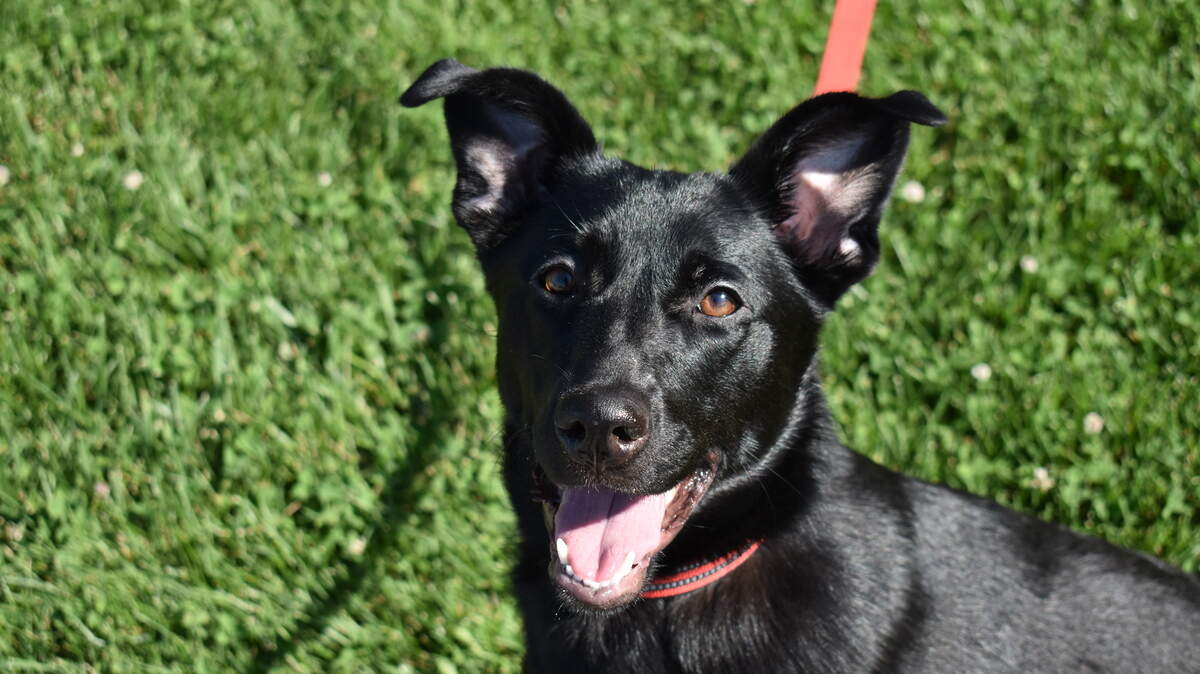 Hope Anne is a 1-year-old black Lab with a goofy side, seeking an active family and a canine companion.