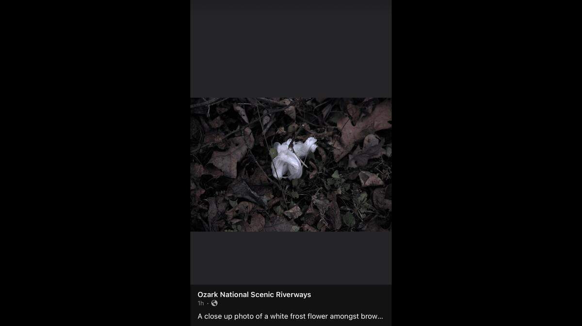 This unique ice “flower” was spotted in Missouri under the perfect conditions.