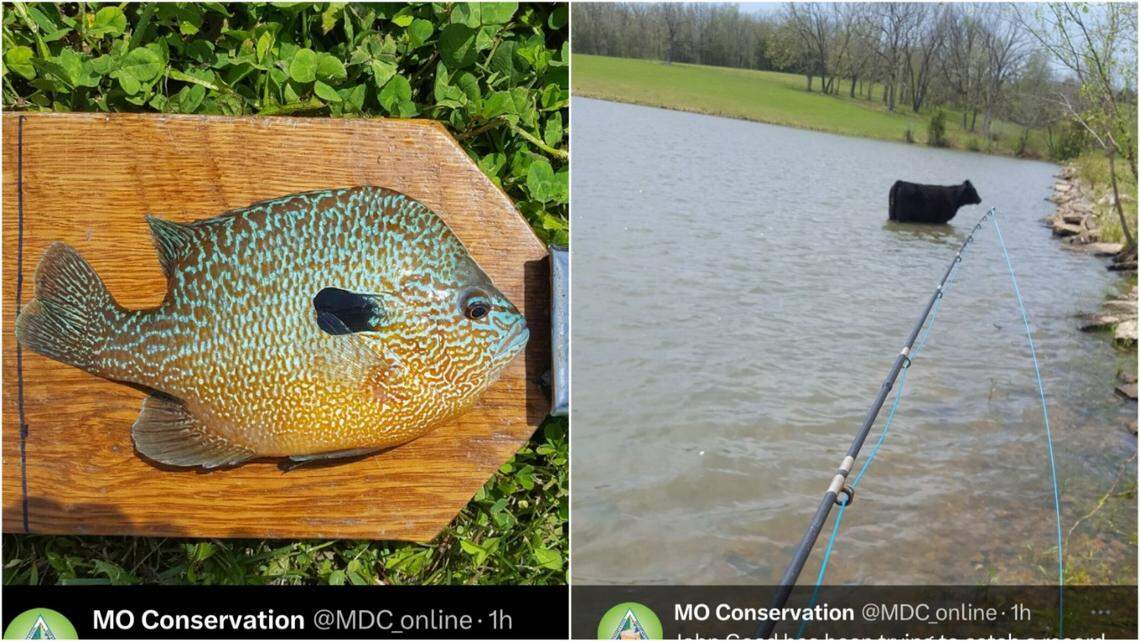 An angler tied a Missouri record with this longear sunfish after a cow heifer went “belly deep” into the lake.