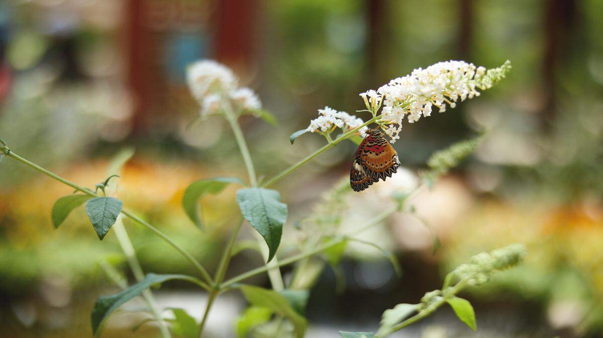 The Festival of Butterflies runs from July 18 to Aug. 4 at the 175-acre Powell Gardens in Kingsville, Missouri.