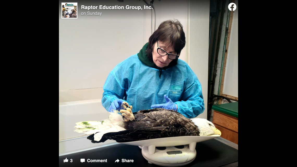 A bald eagle was found in a ditch after being shot 20 times and has lead poisoning in Wisconsin, a wildlife group said. The bird is in critical condition.