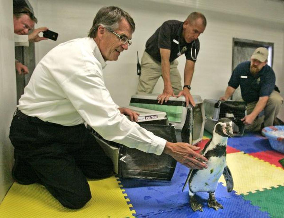 Kansas City Zoo Director Randy Wisthoff welcomed three Humboldt penguins to the zoo Thursday afternnoon. The penguins are the first future residents of the zoo’s penguin exhibit to arrive. They came from the Sedgwick County Zoo in Wichita.