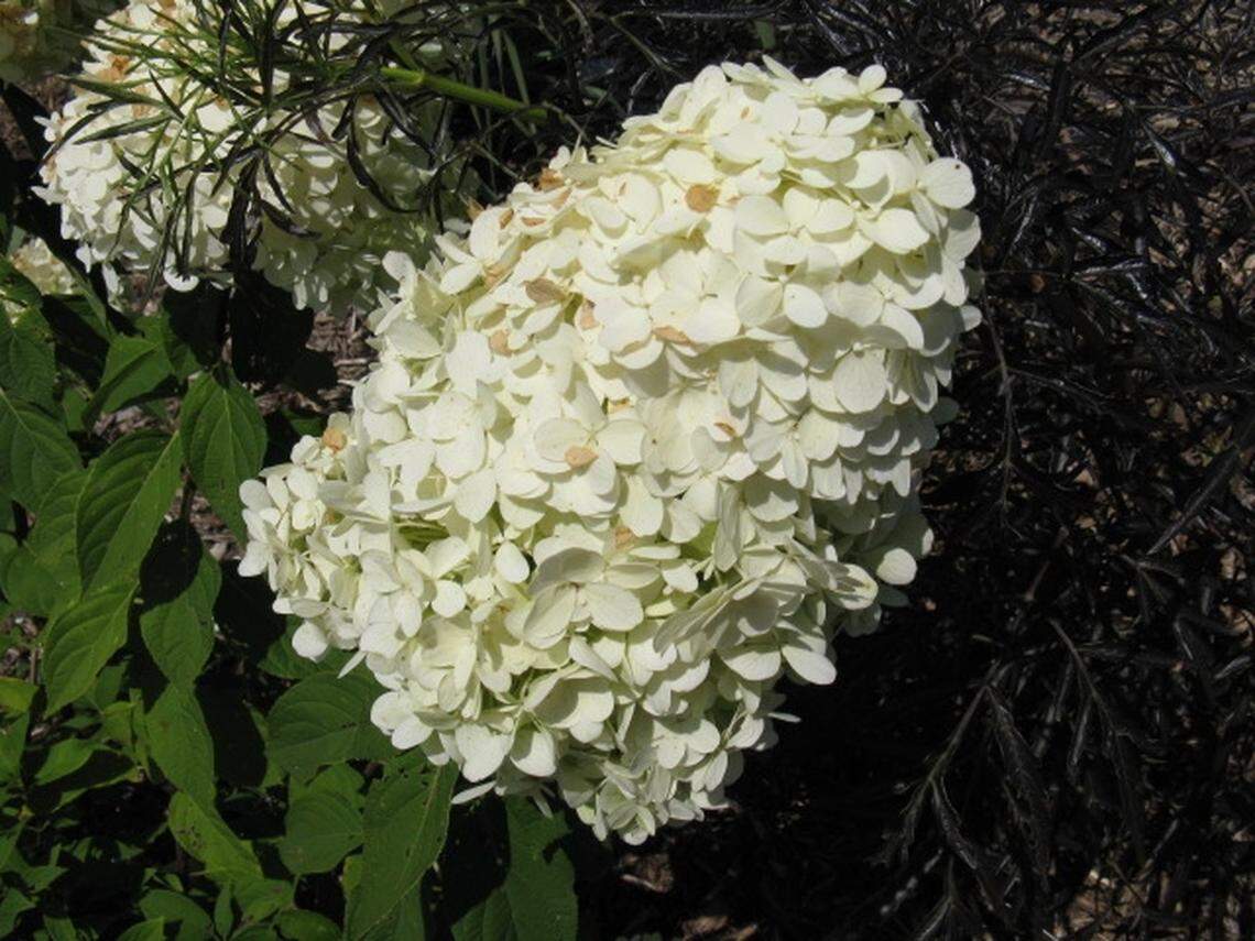 Hydrangea paniculata develops cone-shaped white flowers in July and August.