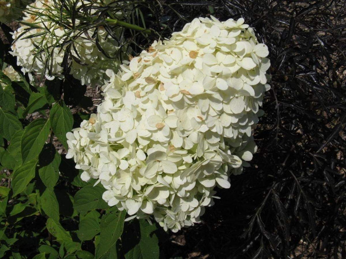 Hydrangea paniculata develops cone-shaped white flowers in July and August.