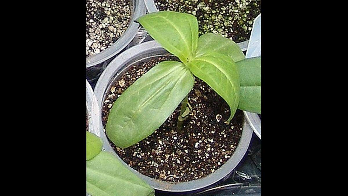 High light levels are needed for the desired short, stocky finished plants. Use either older fluorescent bulbs or newer LED lights to provide the intensity and duration of light needed.