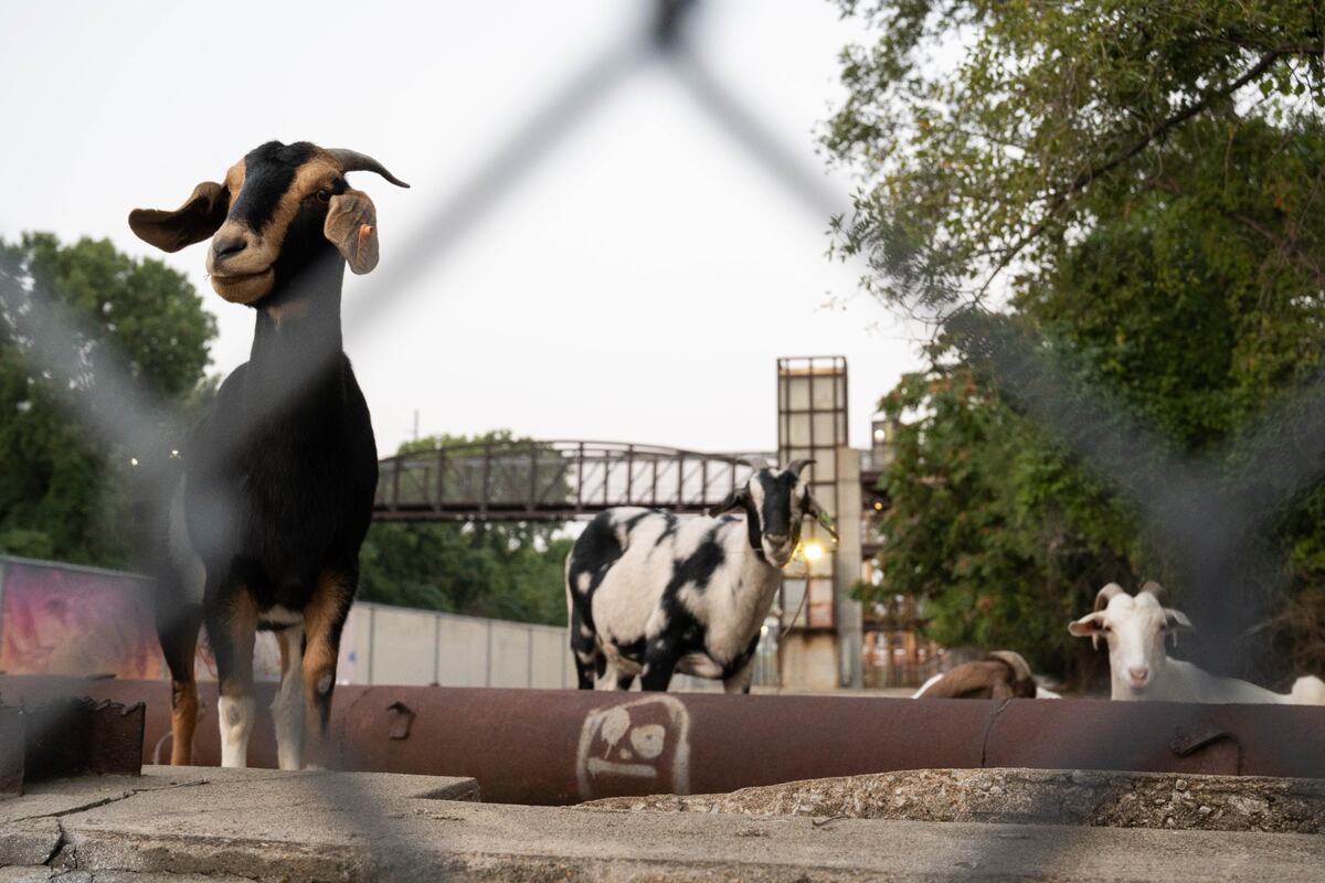 The goats that have been living alongside the Riverfront Trail in Kansas City, were wrangled by Members of KC Pet Project’s Animal Services Division.