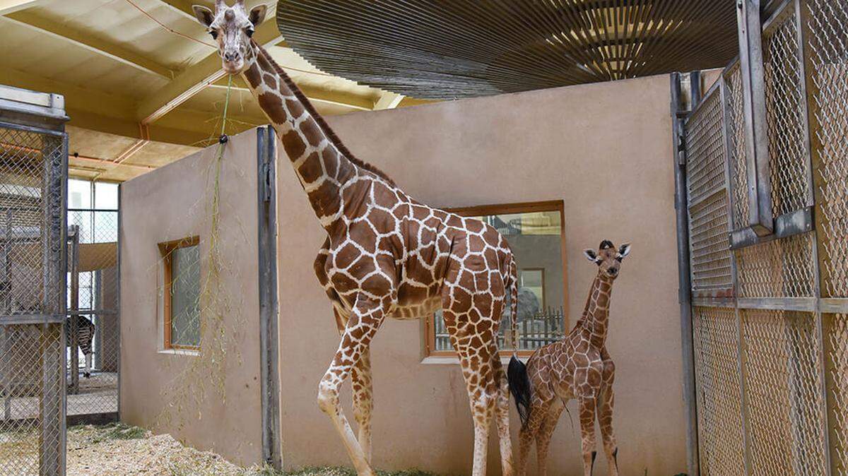 Kipepeo and her newborn calf are bonding at the Maryland Zoo in Baltimore.