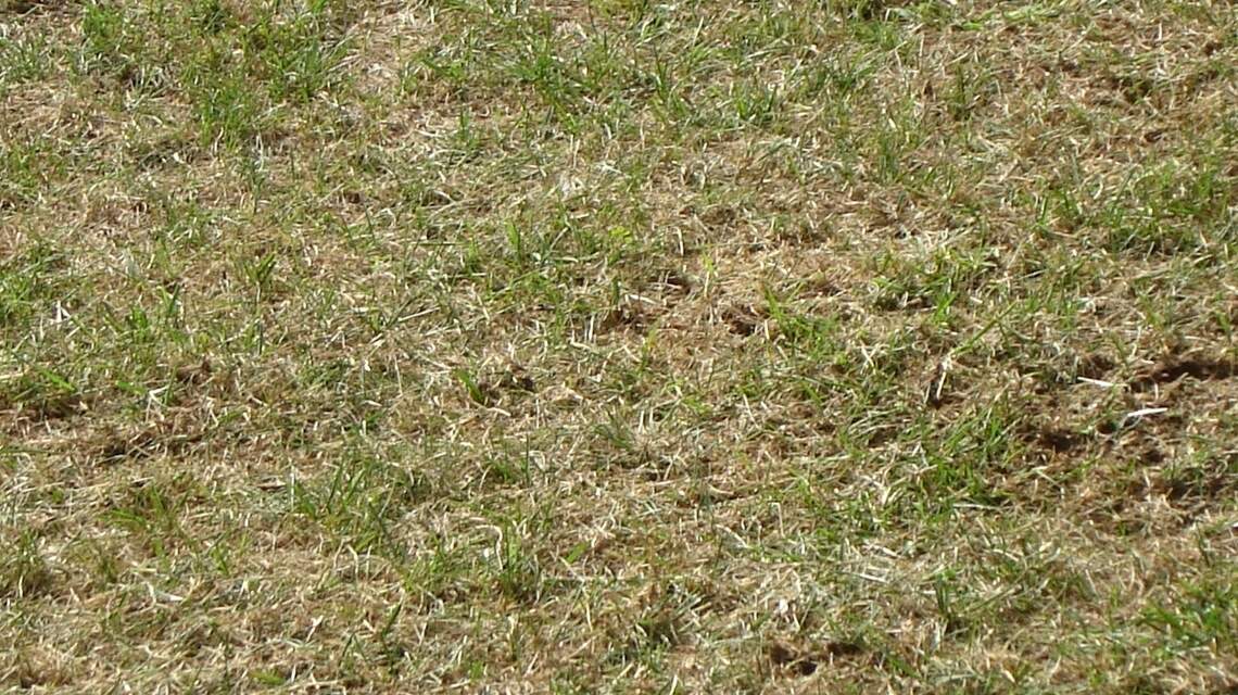 Best lawn ever? Take these easy steps for overseeding during ‘revival time’ this fall