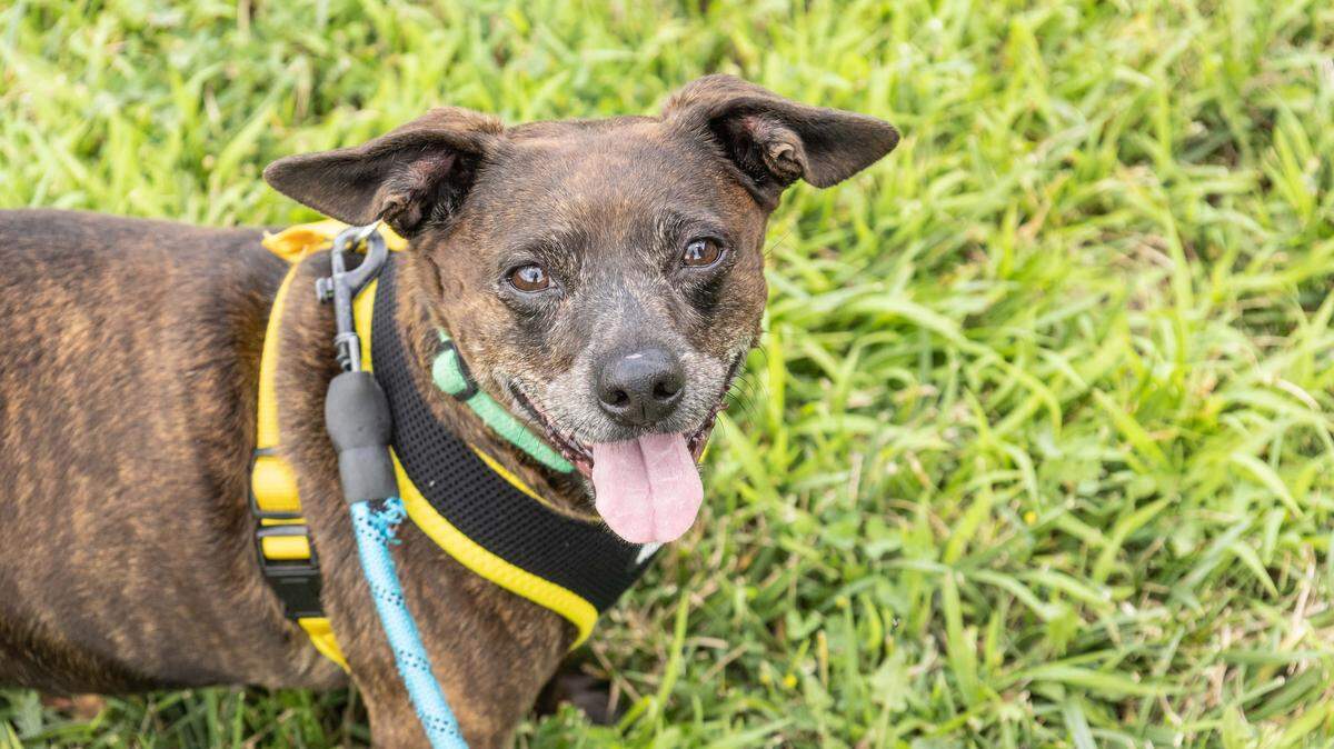Bee is a 7-year-old mixed breed dog with a spunky personality. She loves cuddles and squeaky toys.