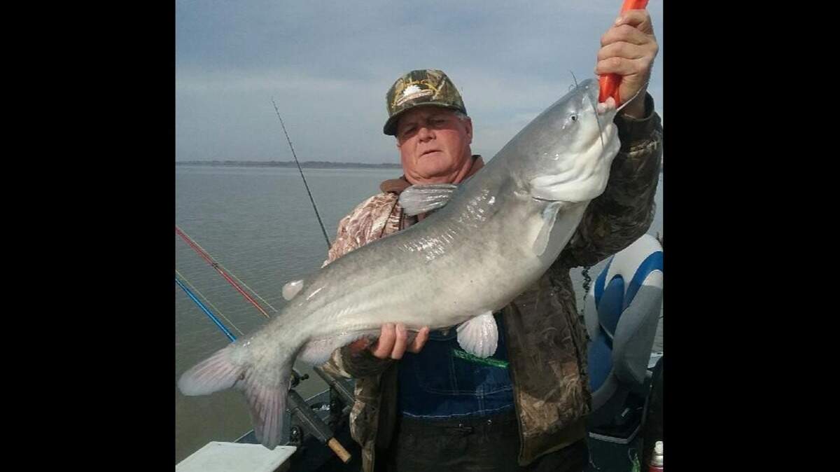 Mark Davis (pictured) and friend Denny Hartmann spent a day on Truman Lake recently where they caught a break from the rough weather. Their efforts paid off with more than 70 blue catfish caught in one spot. Most fish were released to be caught again by other lucky anglers.