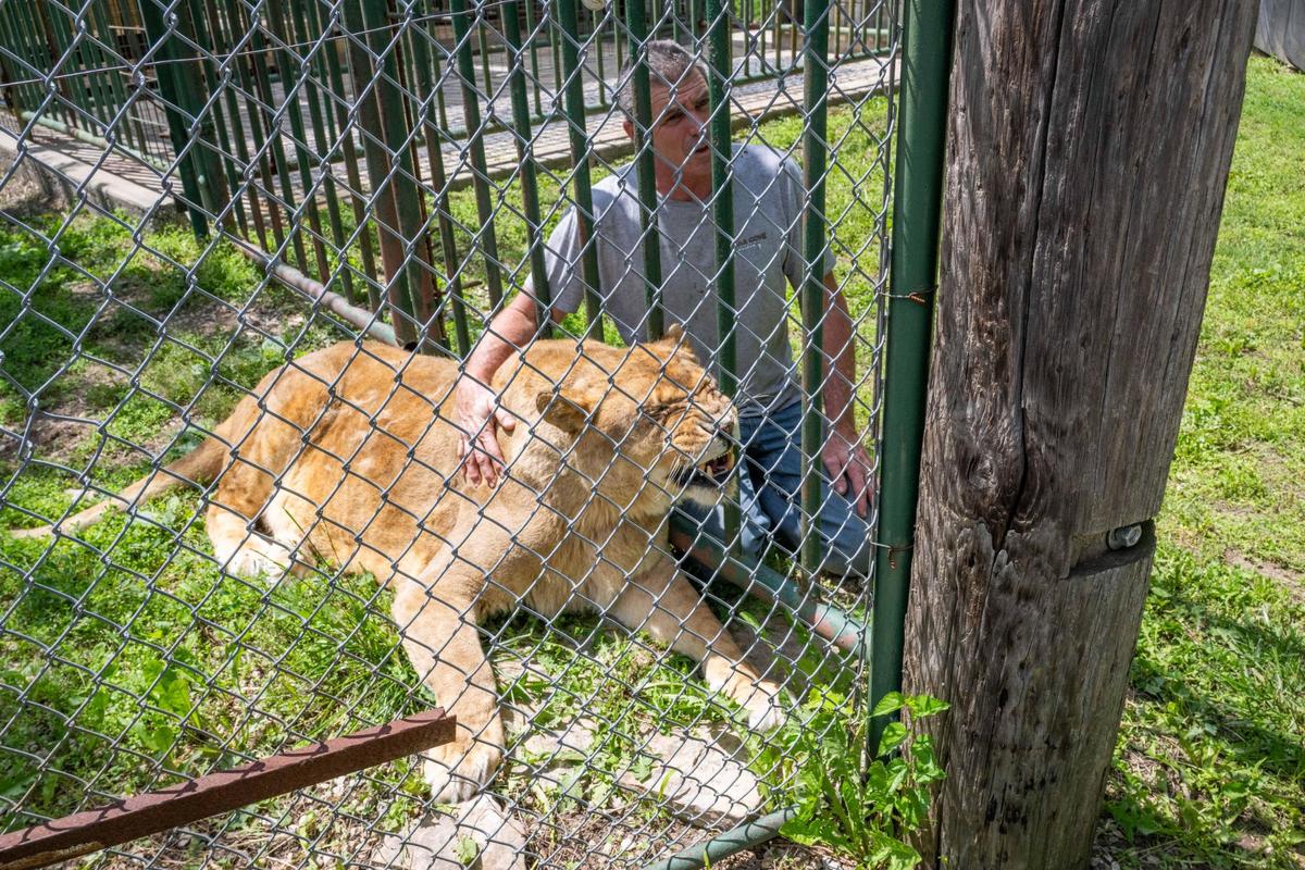 Steve Klein pets Shanta, a rescued “liliger,” and exotic mix of a tiger and a lion, at Cedar Cove Conservation & Education Center in Louisburg, Kansas on Thursday, May 22, 2025. Shanta is a “liliger,” a mix 1/4th tiger and 3/4ths lion as a result of breeding tigers and lions. Cedar Cove has provided a safe haven for displaced exotic animals for the last 25 years.