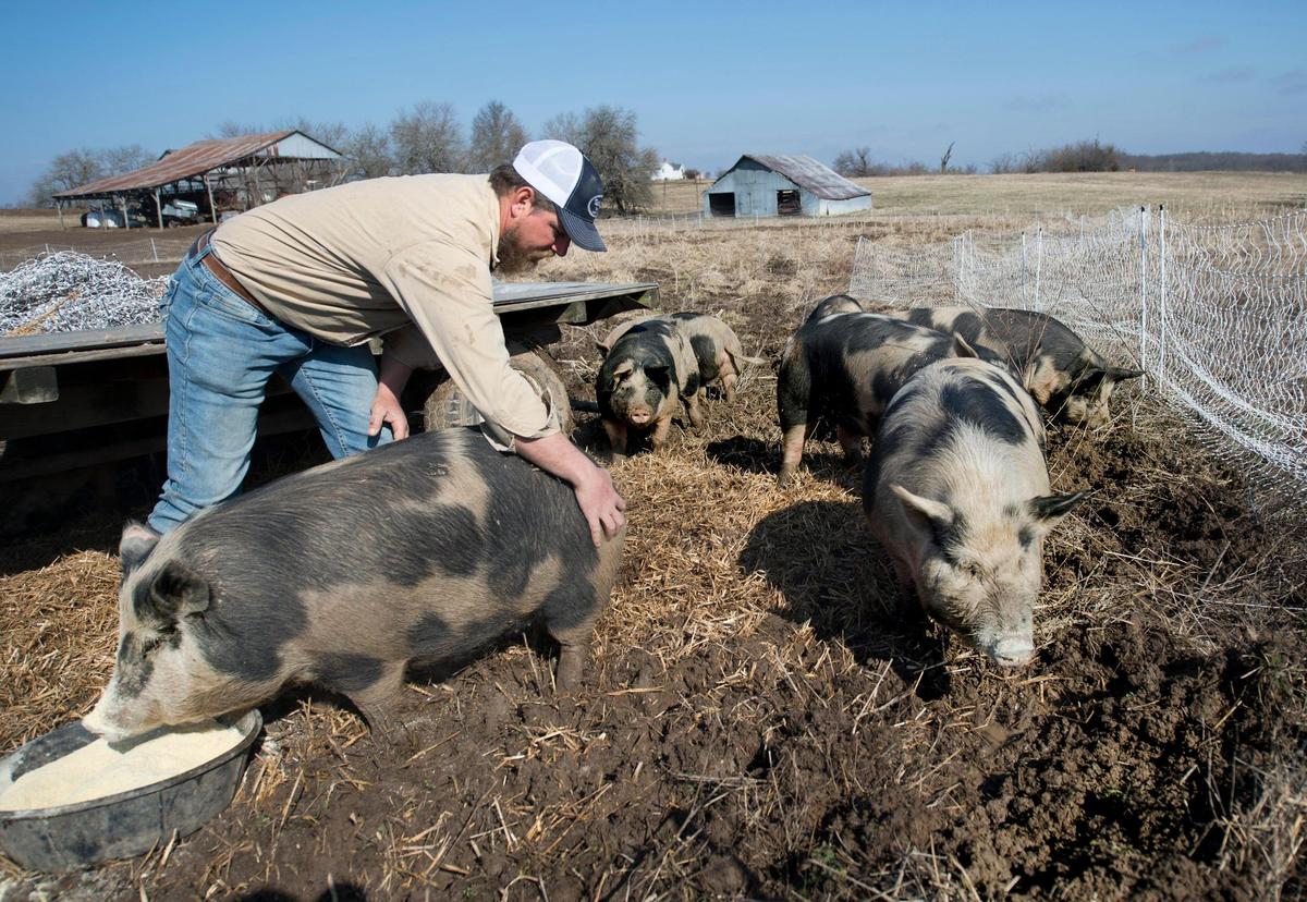 Farmer Andrew Geiser raises cattle, chickens and heritage hogs at Tabletop Farms, a century farm, near Chillicothe in Livingston County, Missouri. Geiser, who also grows organic produce for his farm-to-table business, is concerned about United Hogs application to build a confined animal feeding operation (CAFO) near his land. The application calls for a three-barn operation, with one barn stretching out 868 feet long. The CAFO expects to produce more than 8 million gallons of manure per year, which concerns Geiser, whose land abuts the CAFO.