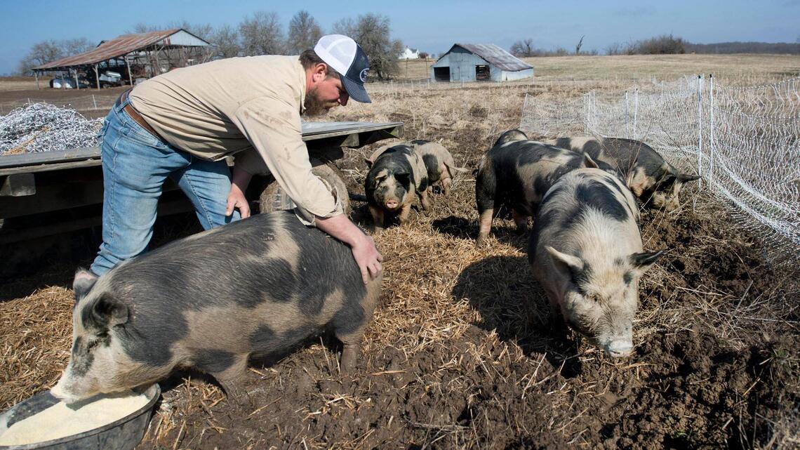Missouri relaxes regulations for big industrial hog farms | Kansas City ...