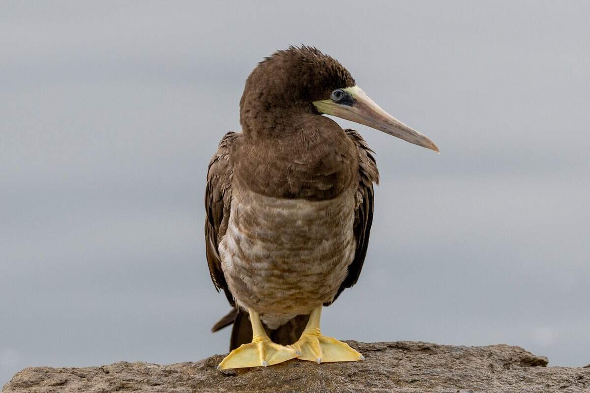 The Brown Booby bird stands at the edge of the Kauffman Foundation pond on Wednesday, June 17, 2026.