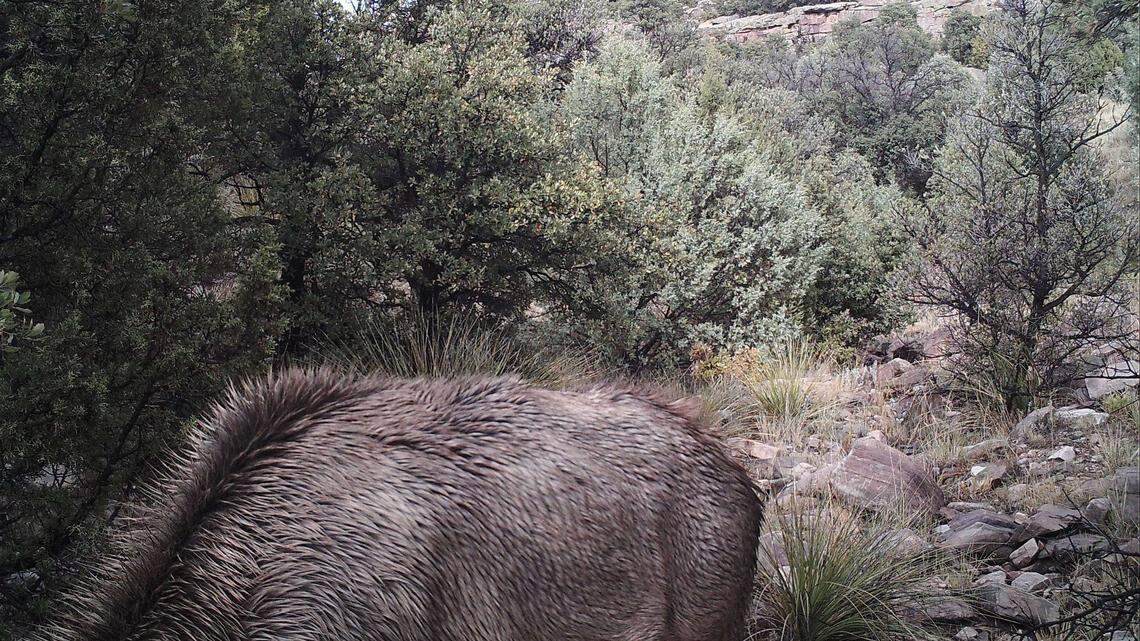 Can you find the puma stalking the elk in this photo? It has been driving people crazy on social media. The photo was taken at Rio Mora National Wildlife Refuge in New Mexico.