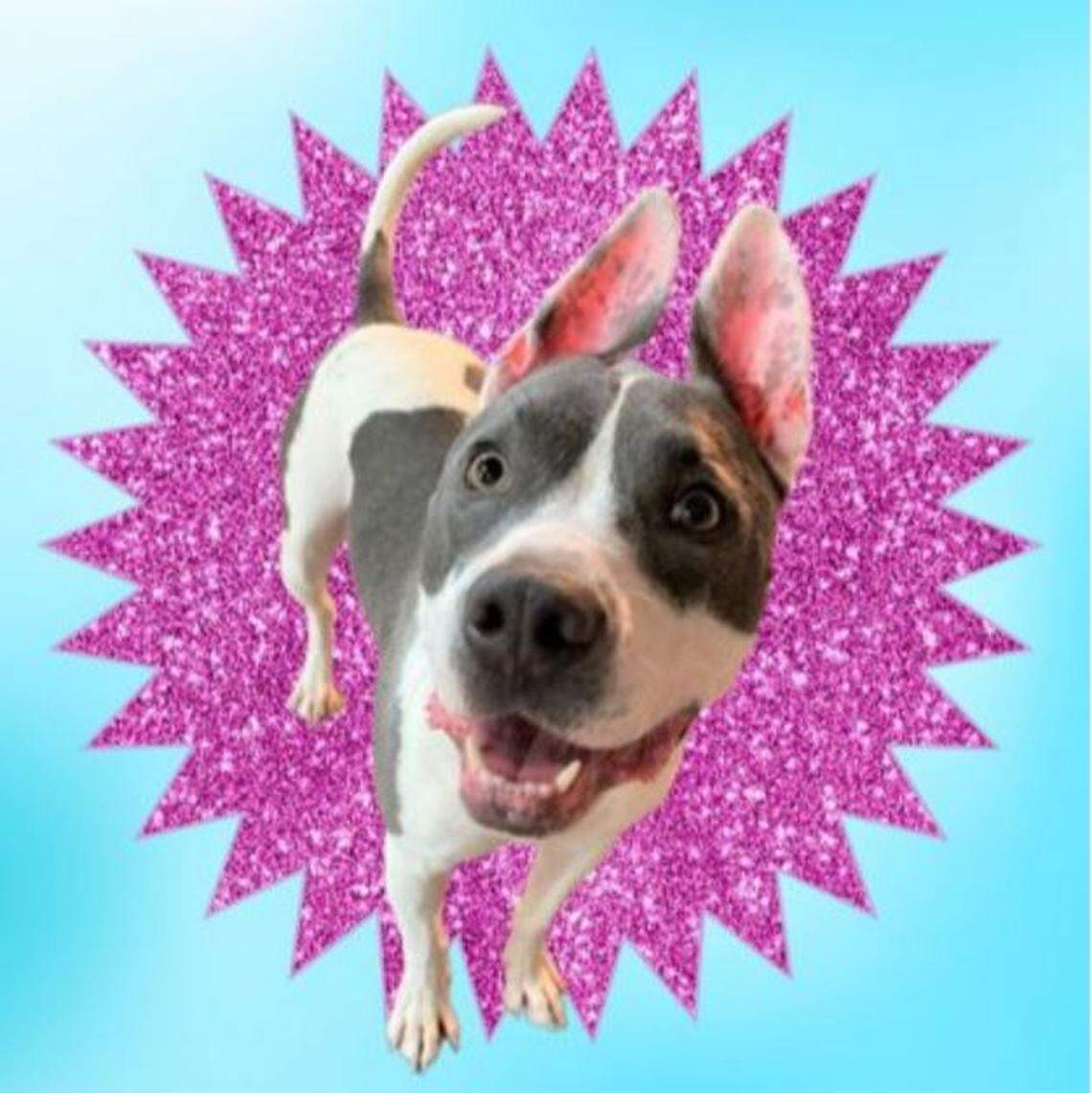 Tom, a 3-year-old pit bull mix currently in foster care, has been cared for by Great Plains SPCA animal shelter in Merriam for more than 600 days, the longest of any of their current dogs. “He’s a cuddler. Loves to give kisses,” his foster owner says.