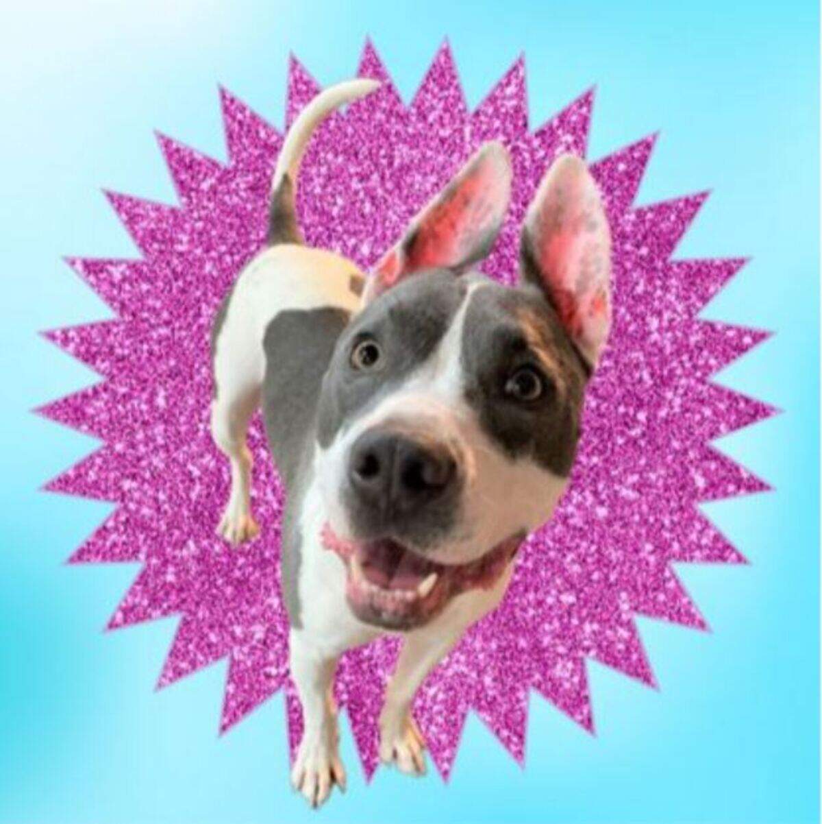 Tom, a 3-year-old pit bull mix currently in foster care, has been cared for by Great Plains SPCA animal shelter in Merriam for more than 600 days, the longest of any of their current dogs. “He’s a cuddler. Loves to give kisses,” his foster owner says.