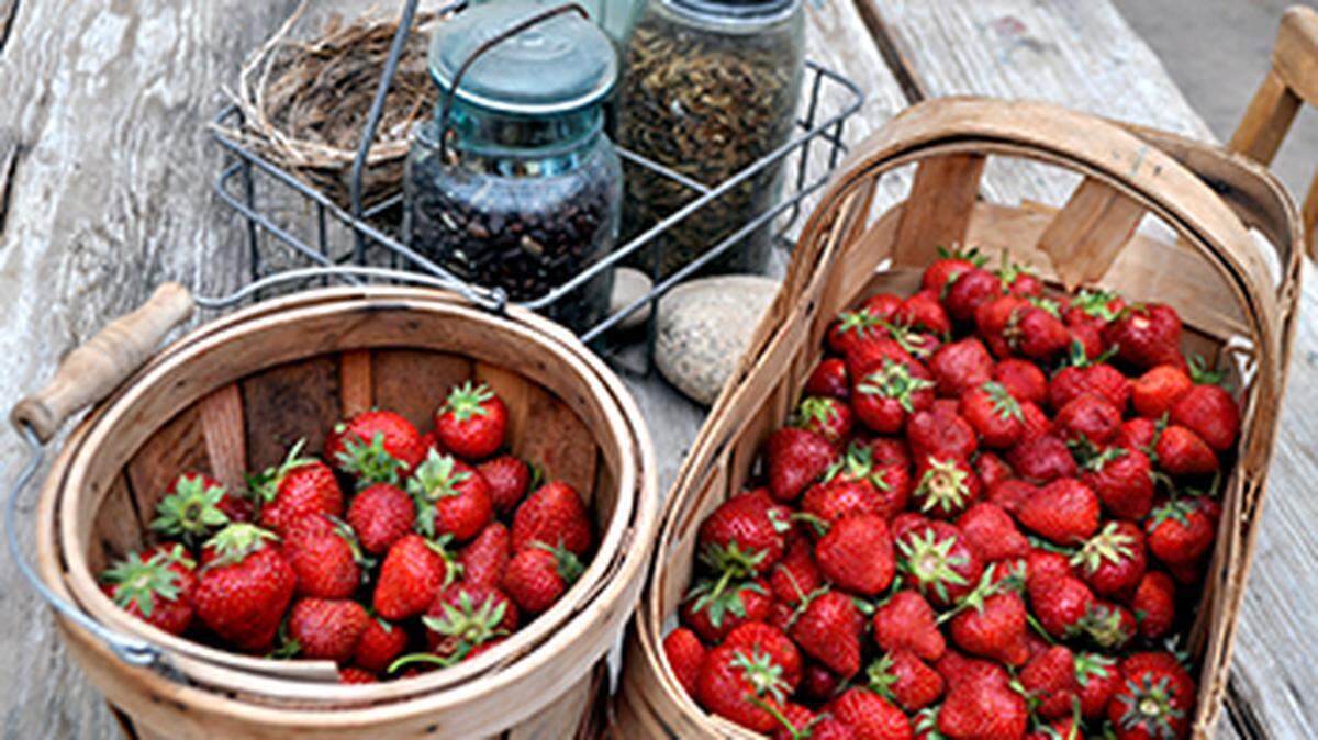 Strawberry season has arrived around Kansas City.