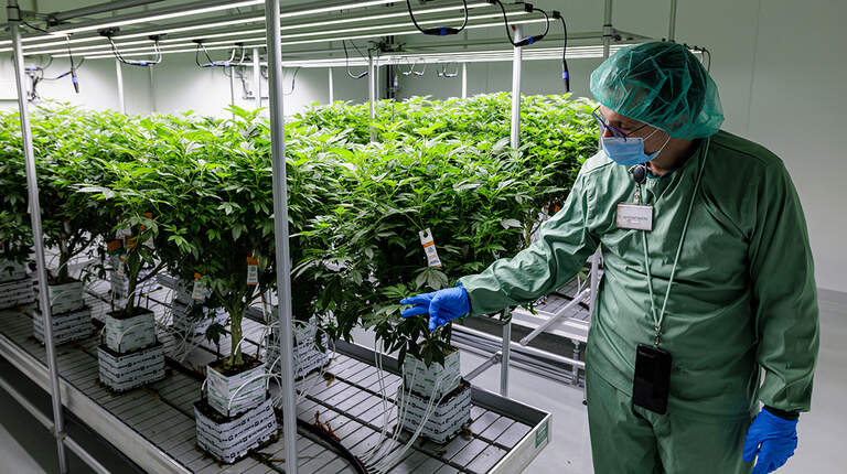 What do I need to buy marijuana in KY? How much can I get? Your questions, answered