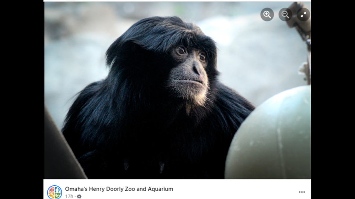 A 20-year-old endangered siamang died at a zoo in Omaha, Nebraska, on Aug. 24. Veterinarians are working to determine the cause of death.