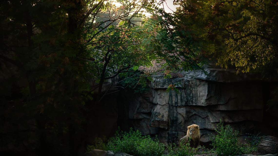 A 17-year-old African lion died at the St. Louis zoo.