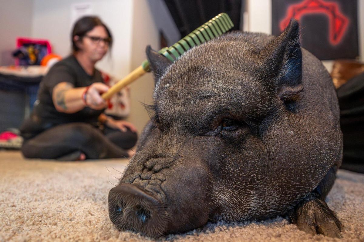 Shera, a pet pig, is scratched by her owner, Lea Rookwood, with a toy rake inside their home on Tuesday, July 22, 2025, in Shawnee, Kansas. Rookwood and her family are challenging their homeowner’s association for the right to keep Shera as a pet.