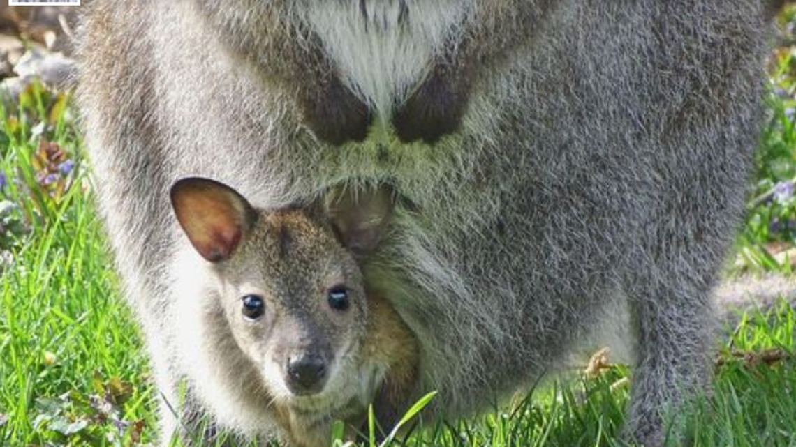 The young wallaby had just begun to venture out of its mother’s pouch, the Detroit Zoo said.