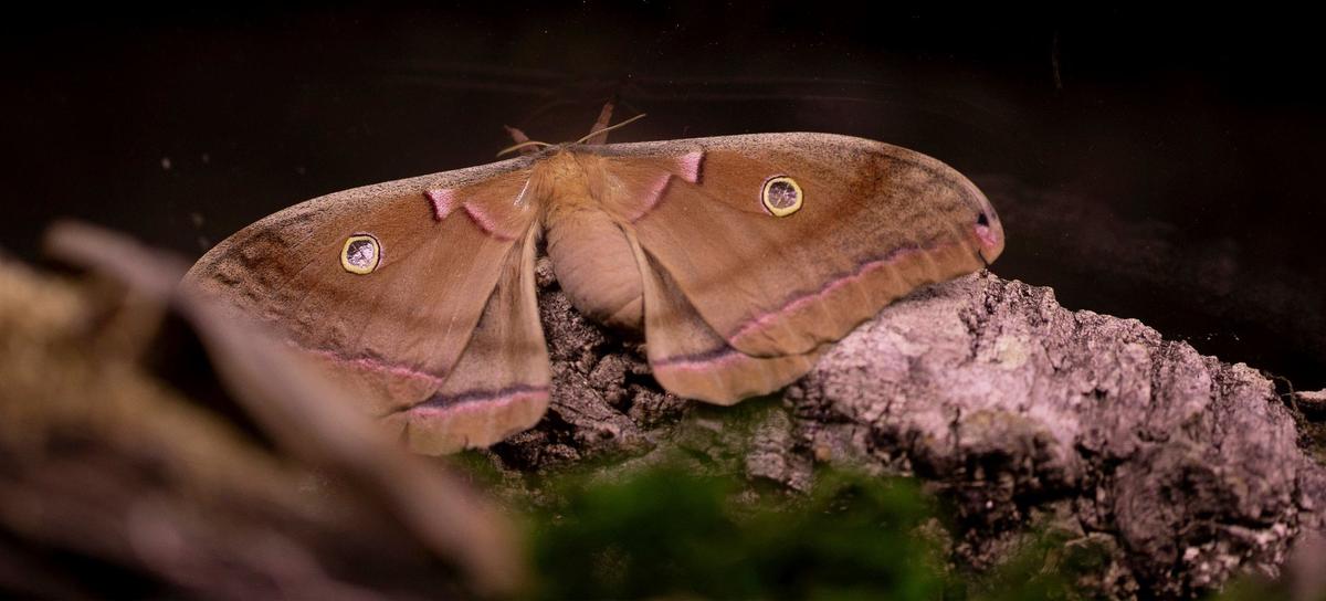 A polyphemus moth is among the moths on display in the Moth Cave located in the basement of the Visitors Center at Powell Gardens. The Moth Cave is part of the 27th annual Festival of Butterflies at Powell Gardens.