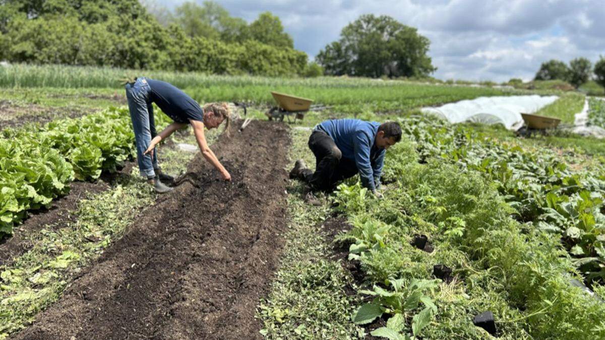 Urbavore crew members seeded Dragon Tongue beans and planted tomatoes in beds enriched with food-waste turned compost in May.