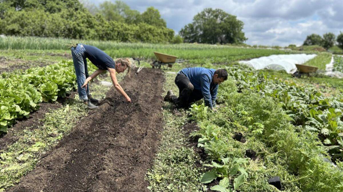 Urbavore crew members seeded Dragon Tongue beans and planted tomatoes in beds enriched with food-waste turned compost in May.