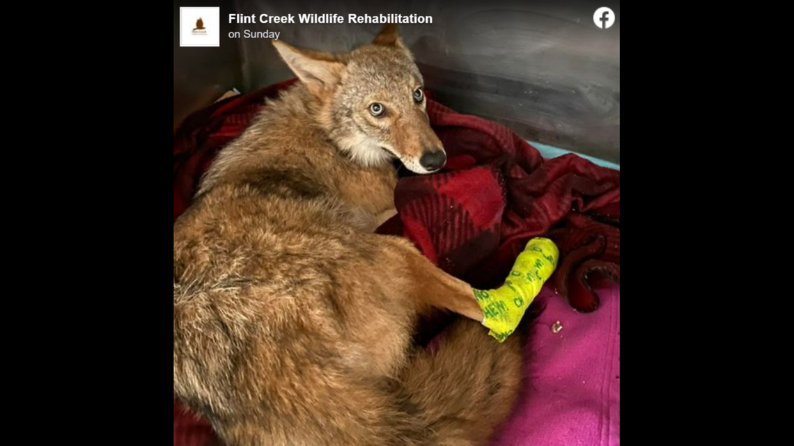A driver in Lake County, Illinois, hit a coyote, leaving it stuck in the car’s grille until neighbors called for help, wildlife experts said.
