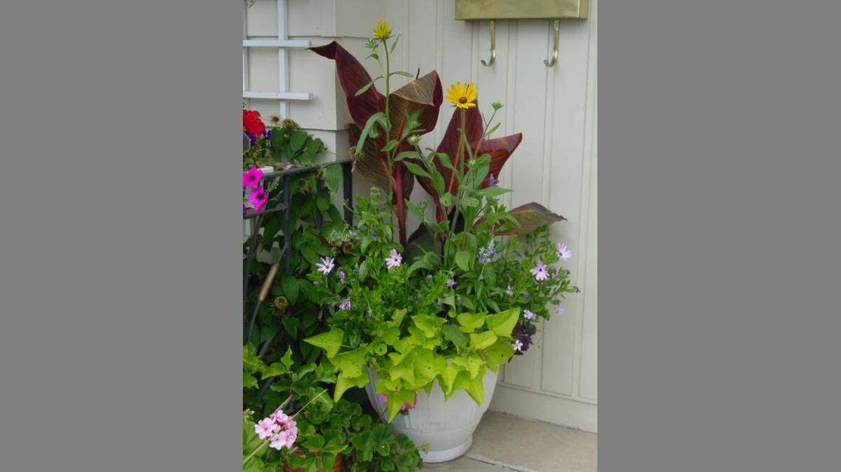 Canna, rudbeckia, osteospermum and sweet potato vine make a stunning combination in this container.