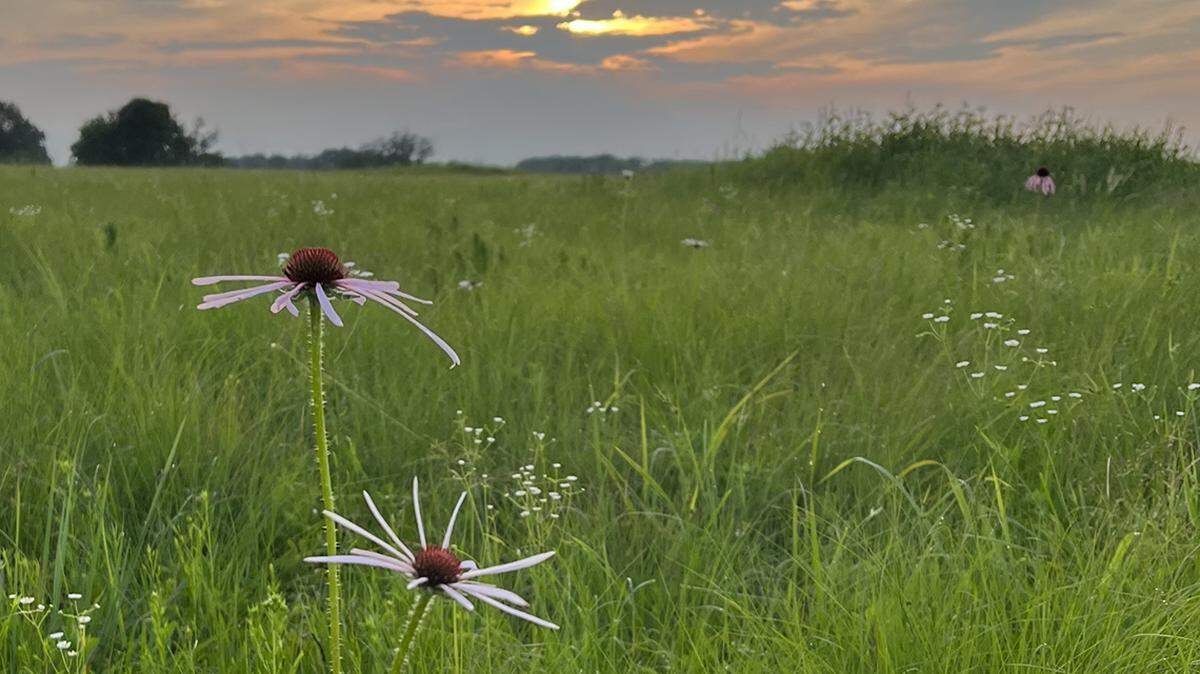 Less than 4% of this ecosystem is still intact in North America. Here’s how you can appreciate it fully.