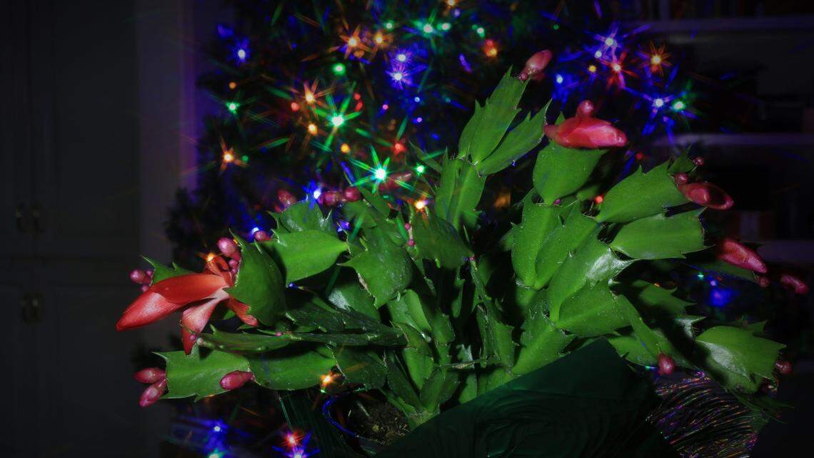 This lovely cactus makes a festive touch, no matter what its name. Christmas cactus have smooth stem segments. Thanksgiving cactus, pictured in this festive photo, have a hook-like appendage on each segment.