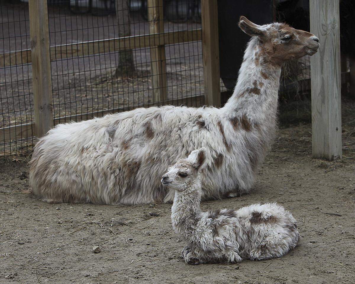 Llamas will be among the animals that will delight children and adults alike at the Barnyard Babies Family Festival on April 22 at the National Agricultural Center and Hall of Fame in Bonner Springs.