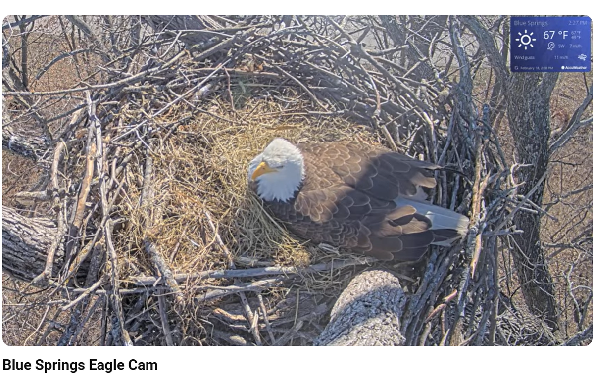 A screenshot from The City of Blue Springs’ bald eagle camera shows the birds on Wednesday, Feb. 18. There are now three eggs in the nest.