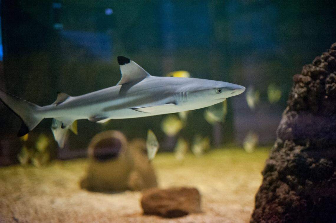 Sharks will be the star attractions at Sea Life-Kansas City’s Sharks After Dark.
