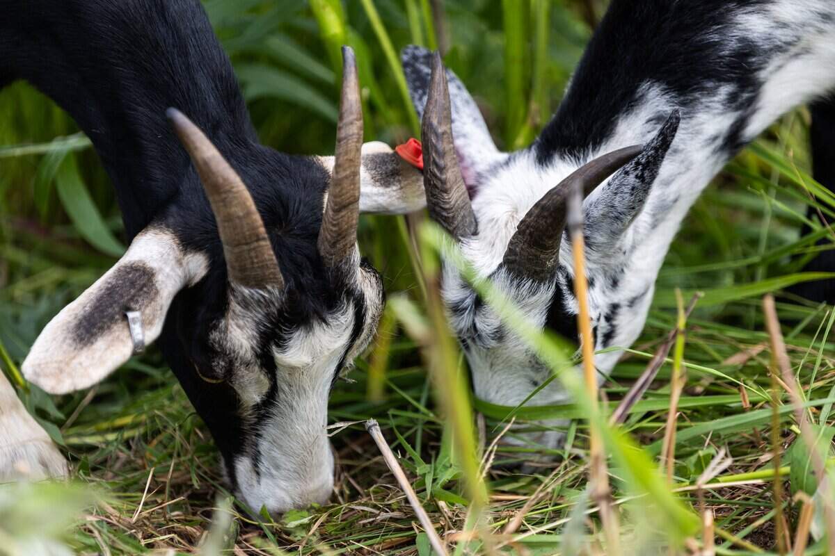 Goats from Goats Gone Green munches on invasive and unwanted weeds at Heritage Riverfront Trail on Wednesday, June 10, 2026. Several dozen goats are being used as environmentally friendly “mowers” to clear roughly two acres of overgrown land in the coming weeks.