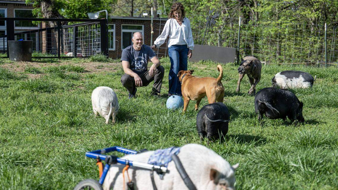 Gifted one ‘companion pig,’ KC area couple rescued 5 more. They sleep in the house