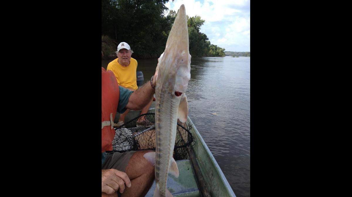 Kansas City fishermen Steve Shutty (shown here), Mike Keleher and Jim Pratt got a big surprise when they ran their trotlines on the Missouri River near Parkville. They caught a big pallid sturgeon, an endangered species.