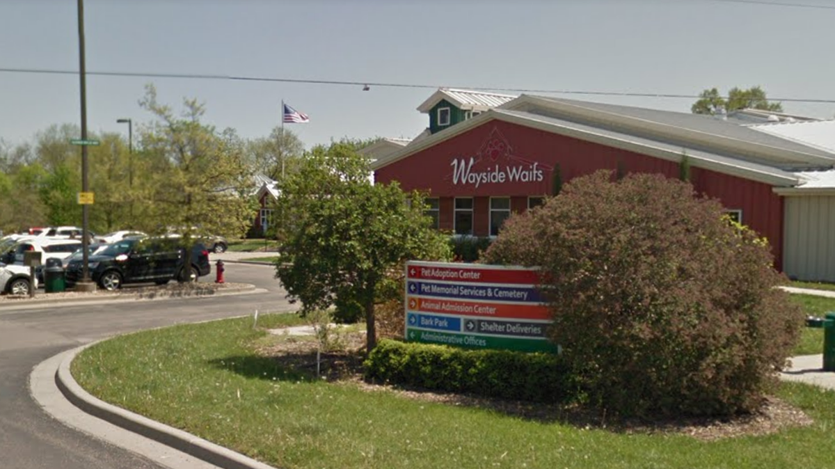 Wayside Waifs is shown in a Google Maps street view image from October 2018.