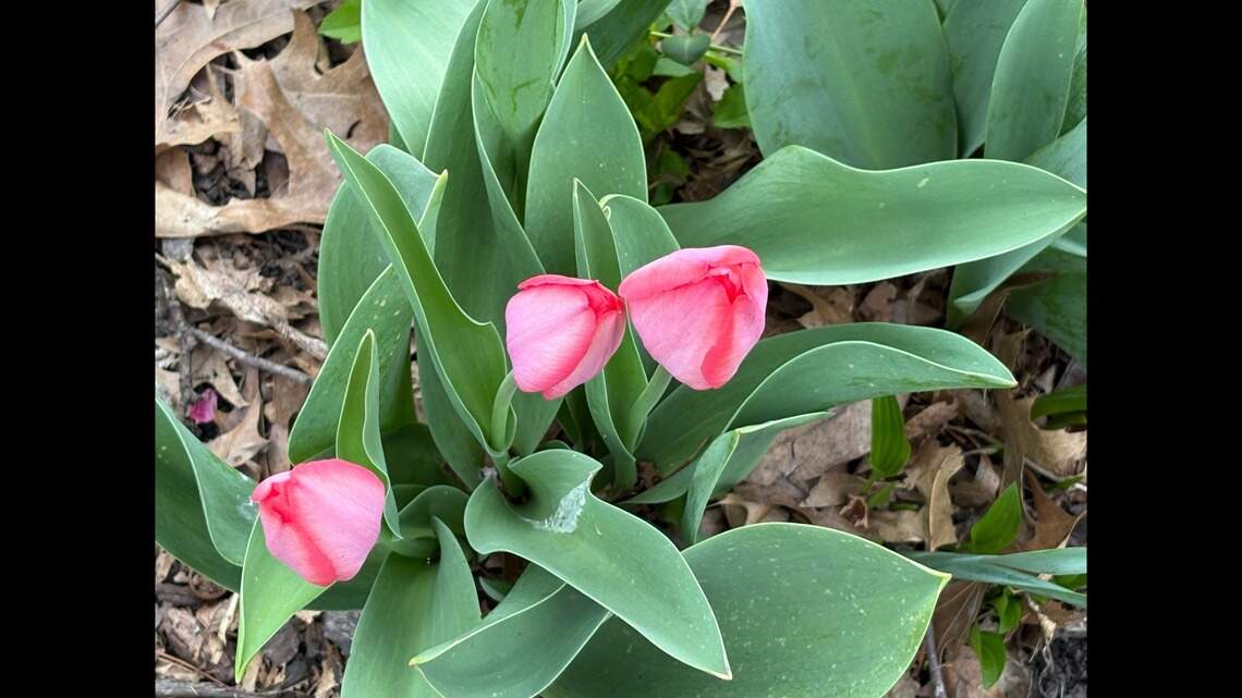 Enjoying a beautiful spring? Beware the siren song of the lawn and garden store